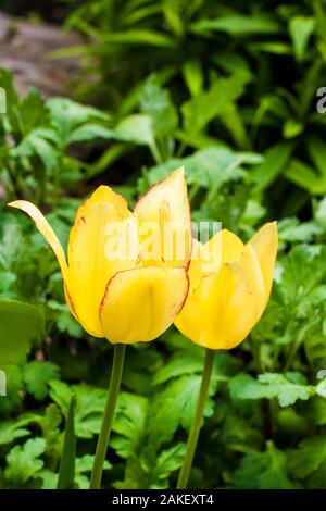 Deux tulipes jaunes sur fond vert jardin Gros plan Banque D'Images