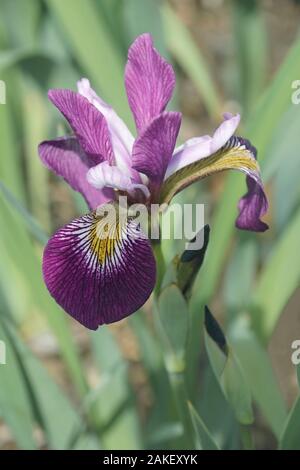 John Wood iris (Iris versicolor 'John Wood'). Poignard appelé fleur, Iris d'eau et le foie aussi lily. Banque D'Images