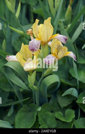 Doux panaché Iris (Iris variegata). Appelé aussi Iris hongrois. Banque D'Images