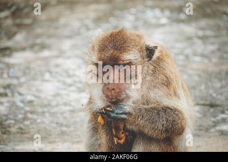 (Singe macaque à longue queue, le crabe-eating macaque, Macaca fascicularis) mange banane à Khao Takiap Temple, Prachuap Khiri Khan, Thaïlande. Banque D'Images