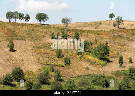 Paysage avec des arbres sur les pentes jusqu'au sommet de la colline dans le sud de l'Appeninnes, tourné en été lumineux lumière près de Lagonegro, Potenza, Basilicate, Italie Banque D'Images