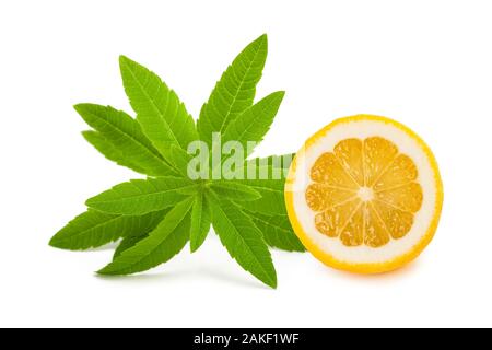 Louisa herb (beebrush)avec du citron isolé sur fond blanc Banque D'Images