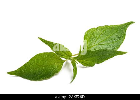 Pellitory (orties officinalis) brin isolé sur fond blanc Banque D'Images