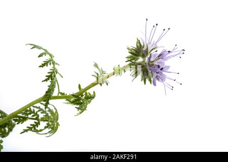 Lacy phacelia, tansy bleu ou violet tansy isolé sur fond blanc Banque D'Images