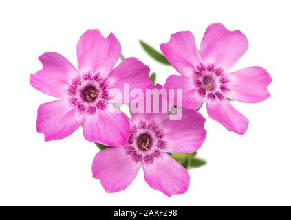 Creeping phlox (Phlox subulata) isolé sur fond blanc Banque D'Images