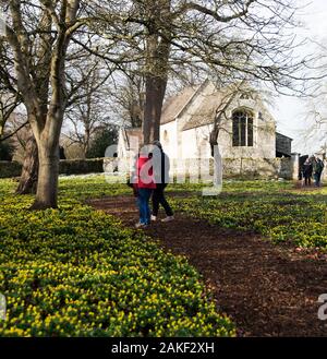 Un tapis d'aconites d'hiver dans Les jardins Du Little Ponton Hall menant à l'église de St Guthlac Banque D'Images