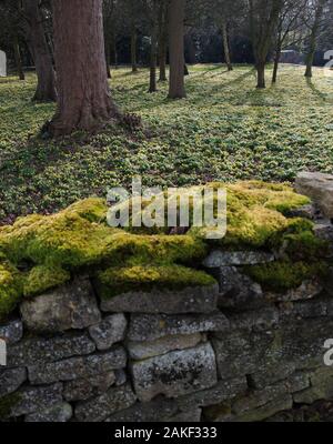 Un tapis d'aconites d'hiver dans Les jardins De Little Ponton Hall Banque D'Images