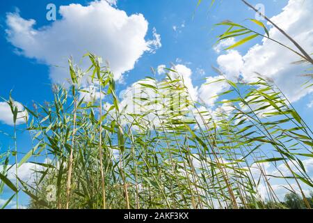 Grands plants de roseaux dans le vent contre un joli ciel nuageux Banque D'Images