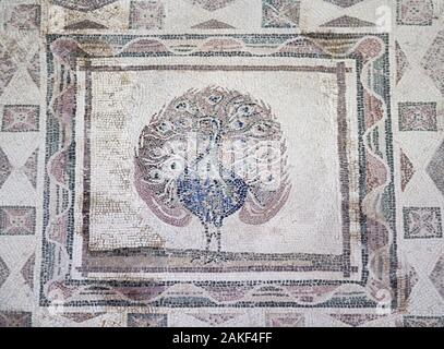 PAPHOS, Chypre - Juin 08, 2018 : mosaïque représentant de paon sur l'étage de la villa Dionysos. Parc archéologique de Paphos. Chypre Banque D'Images