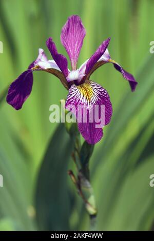 John Wood iris (Iris versicolor 'John Wood'). Poignard appelé fleur, Iris d'eau et le foie aussi lily. Banque D'Images