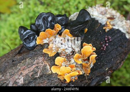 Exidia truncata, connu sous le nom de beurre ou sorcières noir jelly drop, champignons sauvages vivant sur le chêne de la Finlande Banque D'Images