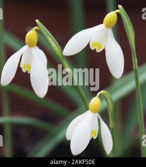 Galanthus 'Spindlestone Surprise', Banque D'Images