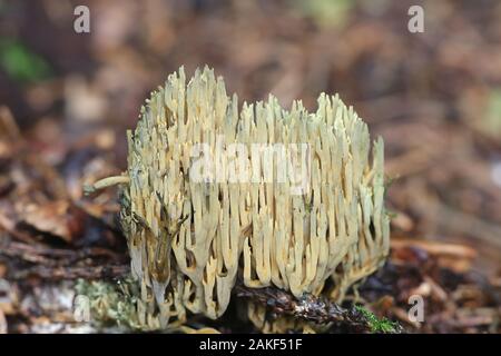 Ramaria abietina, connu sous le nom de green-coloration des coraux, les champignons de la Finlande Banque D'Images