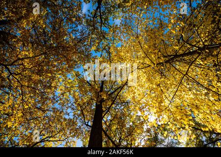 Automne dans la forêt. Les arbres d'automne jaune avec des feuilles d'automne sur sunny blue sky Banque D'Images