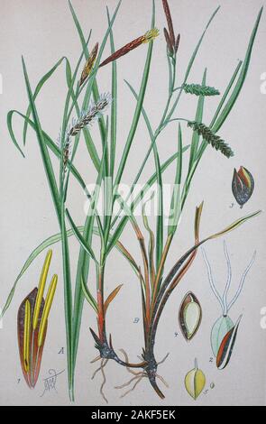 Carex flacca, possédant des noms communs gris bleu, carex, Carex laîche glauque, ou pour sportifs-grass, syn. Carex glauca, est une espèce de carex indigènes de parties de l'Europe et l'Afrique du Nord / Blaugrüne Segge (Carex flacca Schreb., synonyme : Carex glauca Scop.), auch Schlaffe Blau-Segge Segge, numérique, l'amélioration de la reproduction d'un original du 19ème siècle / digitale Reproduktion von Originalvorlage aus dem 19. Jahrhundert Banque D'Images