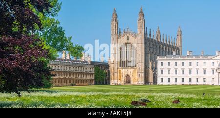 Royaume-Uni, Angleterre, Cambridgeshire, Cambridge, The Back, King's College, King's College Chapel, Cattle pacage Banque D'Images