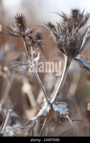 L'argentée séchée des têtes de graines de Sea Holly en hiver, en Écosse. Banque D'Images