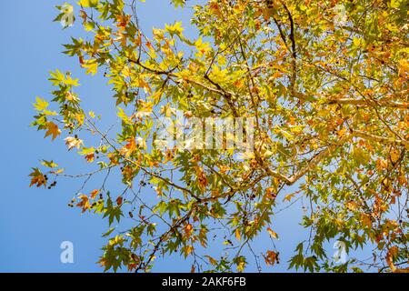 Jaune feuilles d'érable en automne saison avec fond de ciel bleu. Les branches d'arbre d'automne avec des feuilles d'érable. Automne fond Banque D'Images