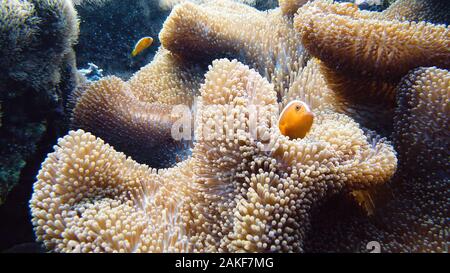 Anémone de mer et poisson clown sur la barrière de corail, les poissons tropicaux. Monde sous-marin, la plongée et la plongée avec tuba sur les récifs coralliens. Des coraux durs et mous paysage sous-marin Banque D'Images