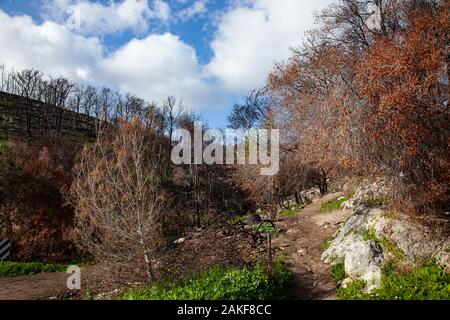 Israël, Carmel Forest, la forêt est la repousse après l'incendie de la dévastation. Une dispute entre deux écoles de pensée a causé cette forêt t Banque D'Images