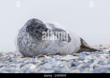 Close-up natural jeune phoque gris (Halichoerus grypus) sur la plage de gravier Banque D'Images