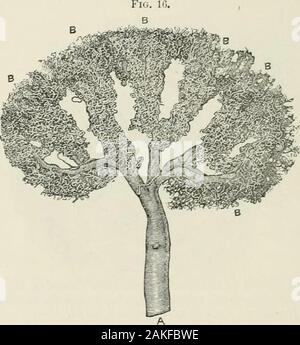 Un traité sur le diabète et la maladie de Bright, avec une référence particulière à la pathologie et therapeuticsIncluding une section sur la rétinite dans des unités d'Alzheimer . avec l'épithélium de la capsule, comme c'est wellshown dans Fig. 15. Selon Axel la clé de thelobules bloodvessels capillaire des glomérules sont maintenus ensemble par un homogeneousconnective aplatie contenant des tissus et nucleatedconnective stellaire corpuscules de tissus. Mais toconvince Langhans a été incapable lui-même de la présence de tissu conjonctif, exceptthe adventice du sav aiferens, qui s'étend seulement jusqu'à ce que le bateau commence t Banque D'Images