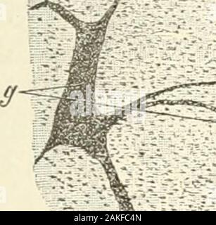 Manuel d'Histologie normale : y compris un compte de l'élaboration des tissus et des organes . A M Banque D'Images