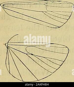 Bulletin de l'United States Geological Survey et géographique des territoires . Dans ruhrifasciella Acrobasis, 3,4, et 5 sont très proches à la base ; la croix-veinvanishes ; ici au centre c'est tout à fait indiqué.Tig.s. Neuration Catastia ressemblant à des ailes postérieures. Le mâle antennes sont refoulées à la base avec une échelle-crête. Le maxillarypalpi sont dissimulés par l'ordre croissant, et de mettre fin à labial palpi un tuftof testaceous dans les cheveux. Chez la femelle, cette touffe est de vouloir, et le antennaeare simple. Cette forme diffère de Pempelia tel que défini par Alessandro Manzoni par les ailes postérieures étant 8, à pâte persillée et à tha Banque D'Images