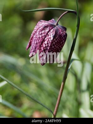 Fritillaria meleagris Banque D'Images