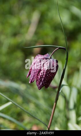 Fritillaria meleagris Banque D'Images