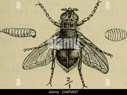 Über fremde Körper und Insekten, Würmer im menschlichen Ohr ihre Behandlung von den ältesten Zeiten bis Heute... . Bild 24. 25), die Calliphora vomitoria oder Sarcophaga carnaria formicula auricola unddie (Siehe Bild 26) bleiben nicht zurück,. Banque D'Images