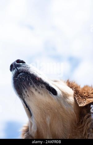 Golden Retriever Face Banque D'Images