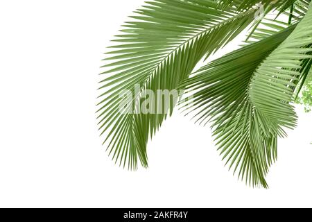 Plam feuilles isolées sur fond blanc Banque D'Images