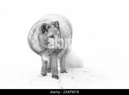 Le renard arctique (Vulpes lagopus debout dans la neige en hiver au Canada Banque D'Images