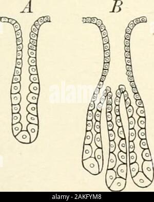 Manuel d'Histologie normale : y compris un compte de l'élaboration des tissus et des organes . Plate-comme endothe lioid-tissuecells conjonctif constituant base-ment-membrane.. Banque D'Images