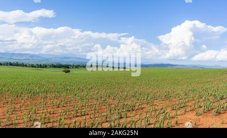 Agriculture ferme d'été les jeunes cultures de maïs maïs plantés sur terrain agricole avec ciel bleu nuages de pluie un magnifique paysage de montagne panoramique Banque D'Images