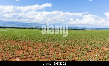 Agriculture ferme d'été les jeunes cultures de maïs maïs plantés sur terrain agricole avec ciel bleu nuages de pluie un magnifique paysage de montagne panoramique Banque D'Images