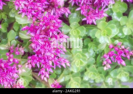 Close up de Sedum acre, l'goldmoss stonecrop, mossy stonecrop, goldmoss stonecrop Sedum, mordre, et d'écran au début du printemps. Banque D'Images