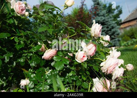 Un buisson de roses roses roses dans un jardin ukrainien Banque D'Images