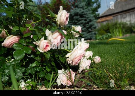 Un buisson de roses roses roses dans un jardin ukrainien Banque D'Images