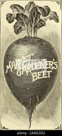 La Maule Seed Catalogue : 1896 rouge sang profond . ; dans les couches du côté rouge sang rouge clair et alternate-ly. Lorsque cuits, ils sont un bel redthroughout sombre, fine et une quali-té. Pour les maraîchers c'est le plus profitablebeet du tout que je connais. Paquet, 10 cents ; once,20 cents ; ^^ pound, 50 cents ; livre, SI.5. " 3.5 NOUVEAU CARDINAL LA BETTERAVE. Il s'agit d'une variété j'ai ramassé en Angleterre, et présentent l'année dernière pour la première fois. Il s'agit d'extremelyearly, être prêt pour le marché, six semaines de sow-ing. La forme est bien indiqué sur l'illustration, qui istaken à partir d'une photographie. Chair est sombre le crim Banque D'Images