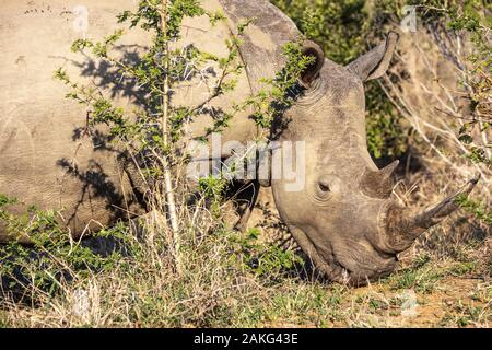 Un rhinocéros mange de l'herbe dans le Parc National de Hluhluwe - Imfolozi, Afrique du Sud Banque D'Images