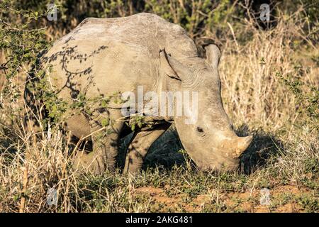 Un rhinocéros mange de l'herbe dans le Parc National de Hluhluwe - Imfolozi, Afrique du Sud Banque D'Images