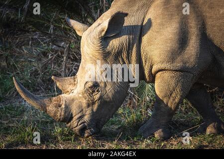 Un rhinocéros mange de l'herbe dans le Parc National de Hluhluwe - Imfolozi, Afrique du Sud Banque D'Images