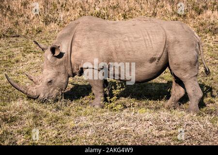 Un rhinocéros blanc mange de l'herbe lors d'un safari dans le Parc National de Hluhluwe imfolozi - en Afrique du Sud Banque D'Images