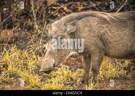 Un phacochère mange de l'herbe l'- Hluhluwe imfolozi National Park en Afrique du Sud Banque D'Images