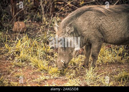 Un phacochère mange de l'herbe l'- Hluhluwe imfolozi National Park en Afrique du Sud Banque D'Images