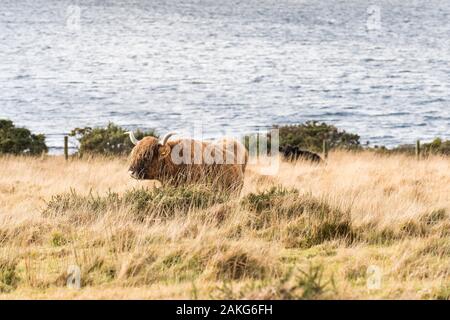 Highland le pâturage du bétail dans un champ avec vue sur lac Colliford sur Bodmin Moor en Cornouailles. Banque D'Images
