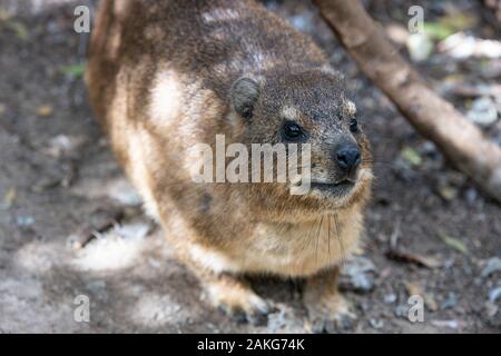 Un Rock Hyrax (ou dassie) dans la plage de Boulders colonie de pingouins à Cape Town, Afrique du Sud Banque D'Images