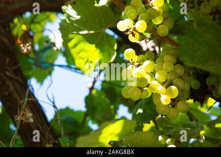 Grappes de raisins pour le vin blanc sur la vigne avec lumières. La période des récoltes ou concept de vinification. Selective focus Banque D'Images